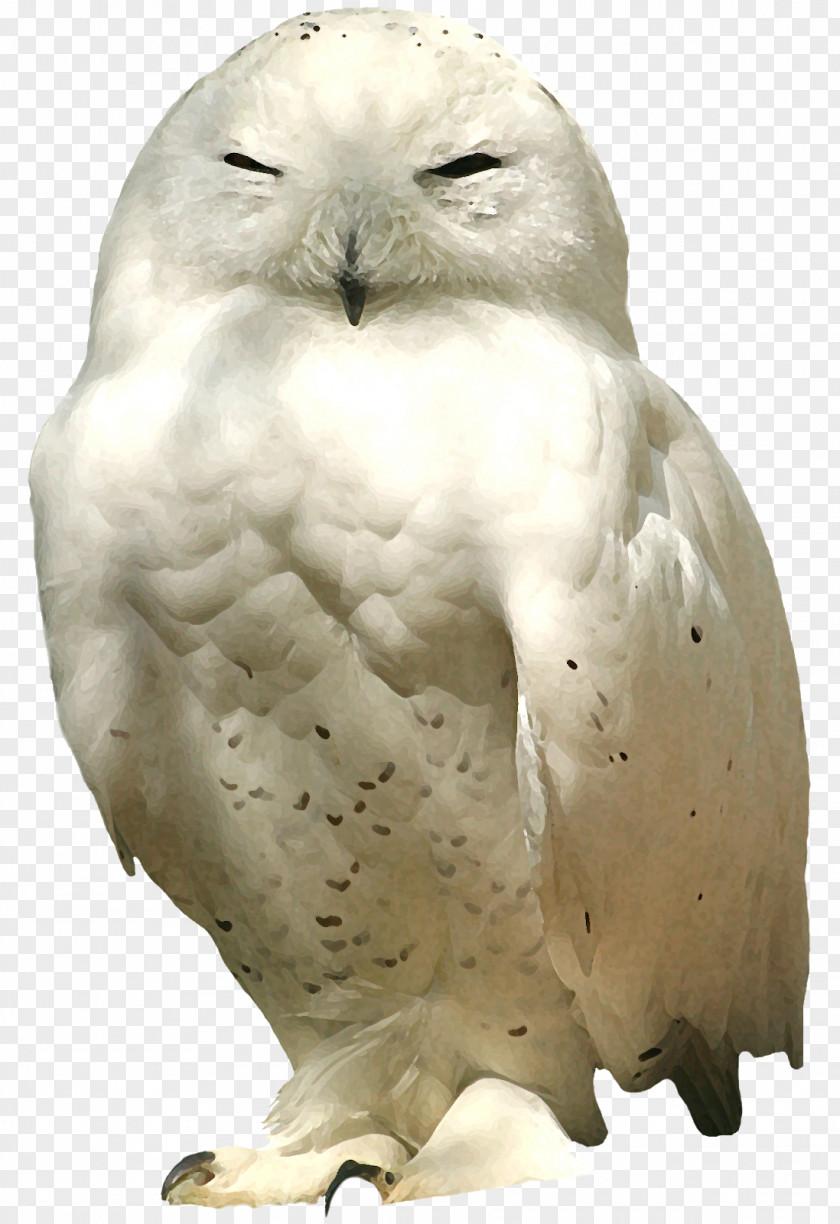 Bird Image Little Owl Centerblog PNG