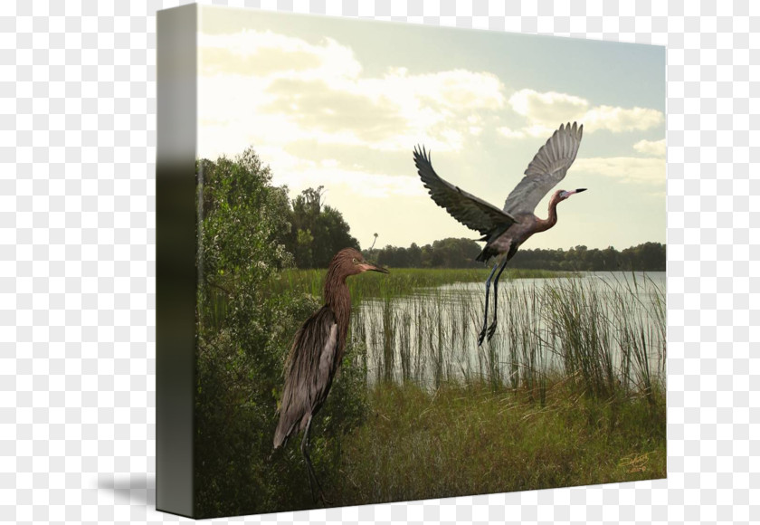 Egret Poster Design Great Blue Heron Beak Gallery Wrap Bird PNG