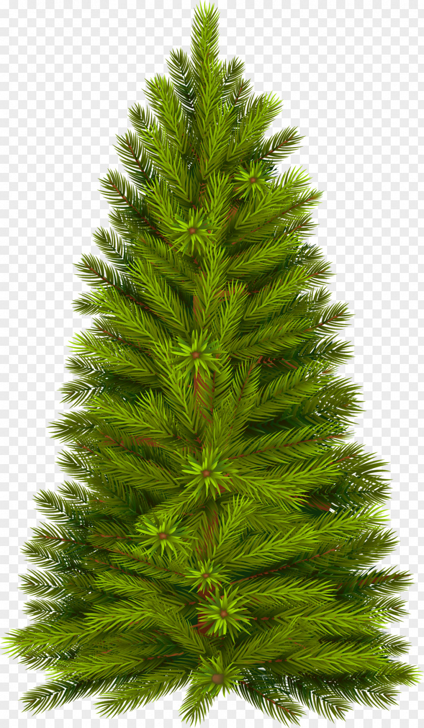Fir-tree Tree Pine Fir Christmas PNG