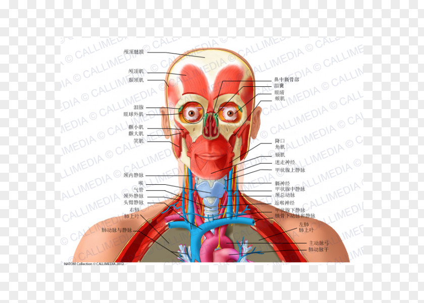 Head And Neck Anatomy Human Body Recurrent Laryngeal Nerve PNG