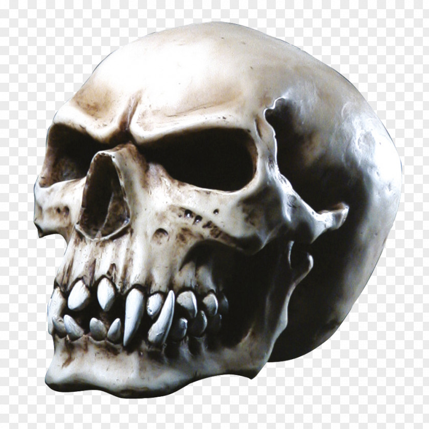 Skull Anatomy Totenkopf Electromagnetic Pulse Horn PNG