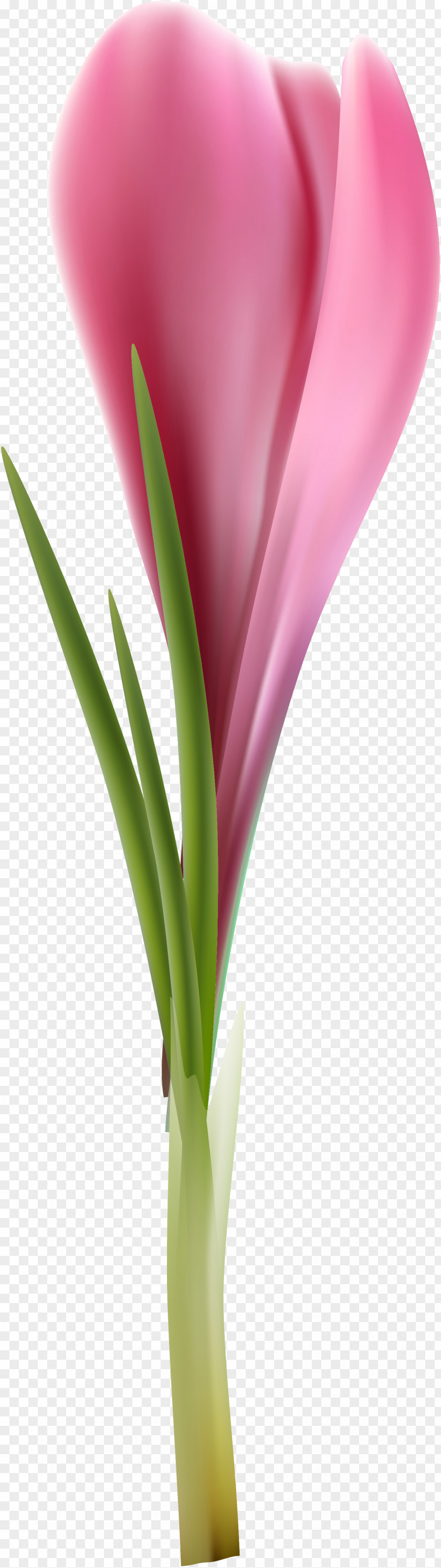 Tulip Cut Flowers Petal Plant Stem Flowerpot PNG