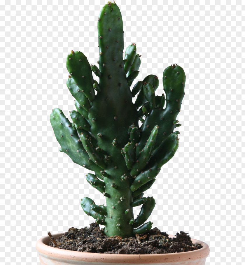 Clipart Download Cactus Cactos/Cactus Cactaceae Succulent Plant Prickly Pear PNG