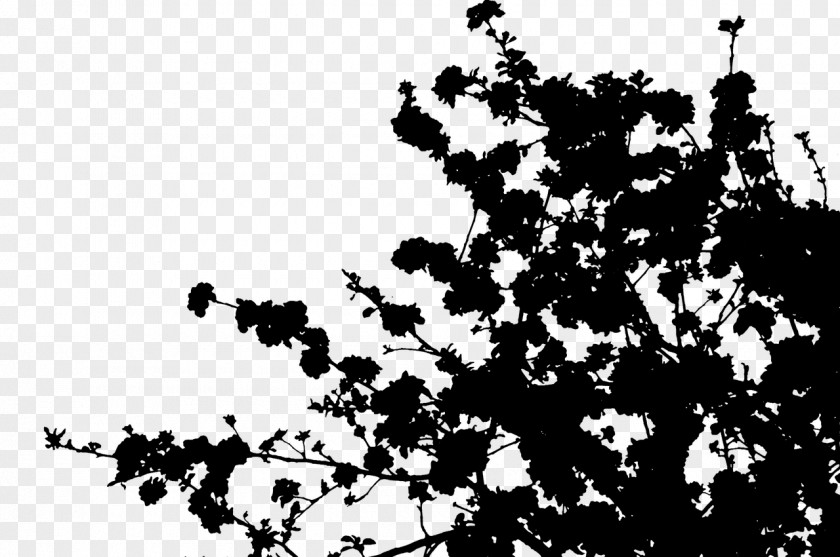 Font Line Silhouette Leaf Flowering Plant PNG