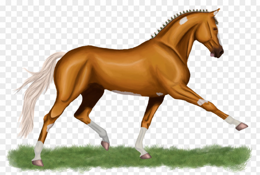 Mustang Mane Foal Stallion Mare PNG