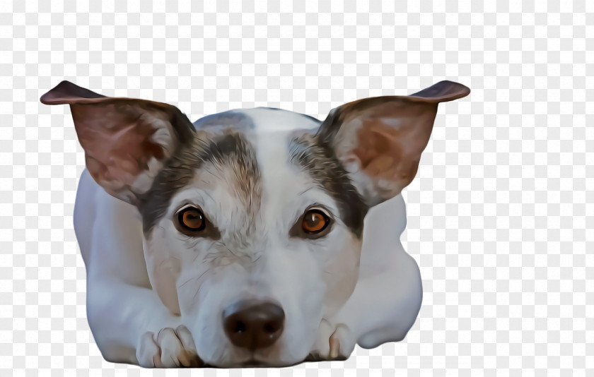 Pillow Companion Dog Cute PNG