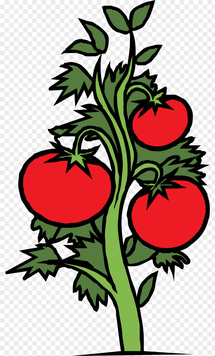 Tomato Cherry Plant Vegetable Clip Art PNG
