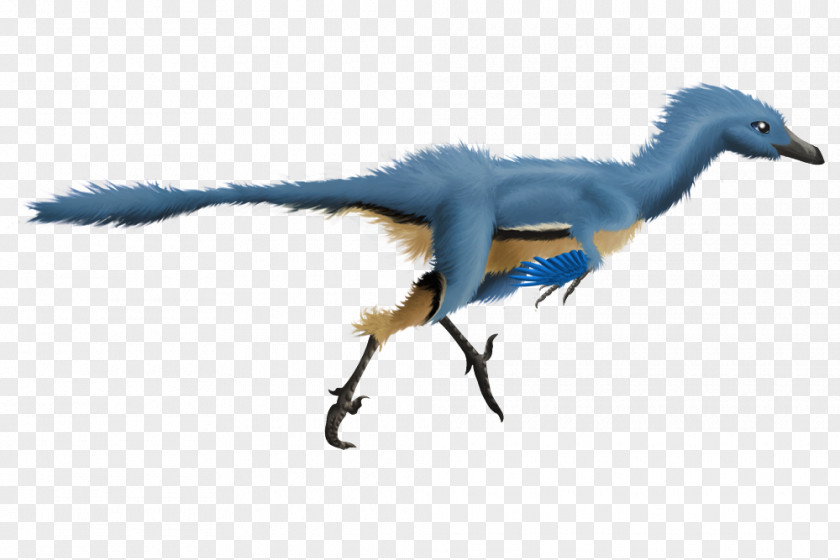 Troodon Velociraptor Dromaeosaurus Dinosaur Feather PNG