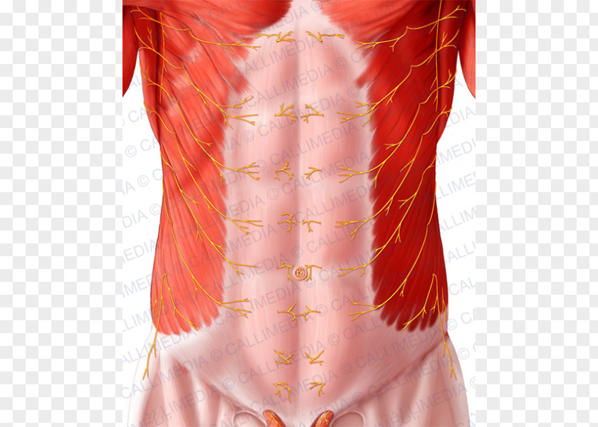 Abdomen Anatomy Abdominal Wall Rectus Abdominis Muscle Thoraco-abdominal Nerves PNG