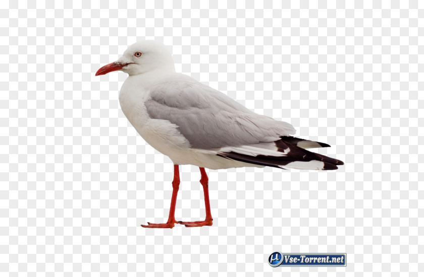 Bird Clip Art Psd Gulls PNG