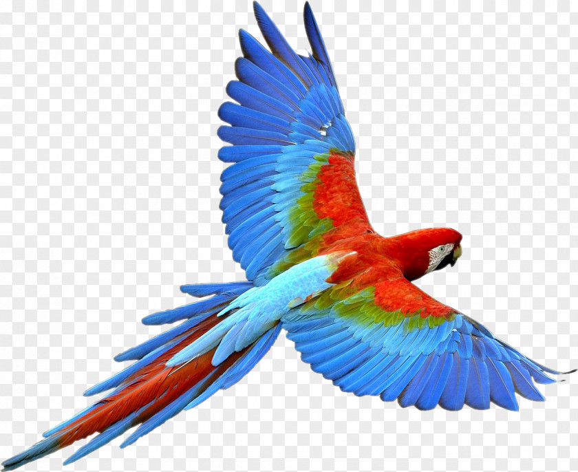Parrot Bird Flight PNG