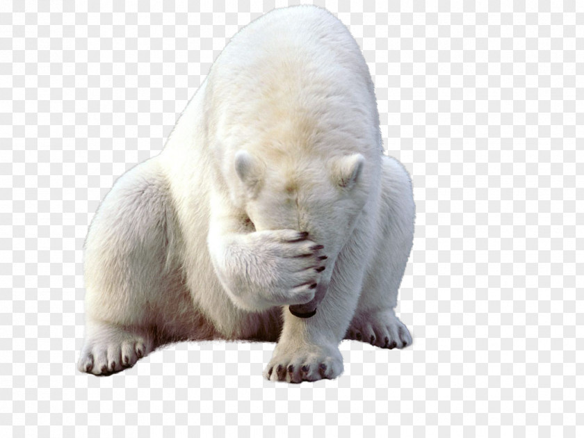 Polar White Bear Kodiak Earless Seal Walrus PNG