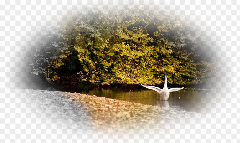 Autumn Cygnini Desktop Wallpaper Body Of Water Bird PNG