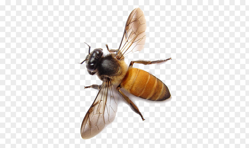 Bee Image Western Honey Apis Dorsata Beehive PNG