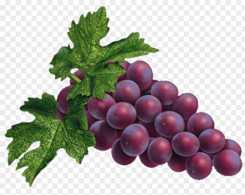 Grape Common Vine Douce Noir PNG