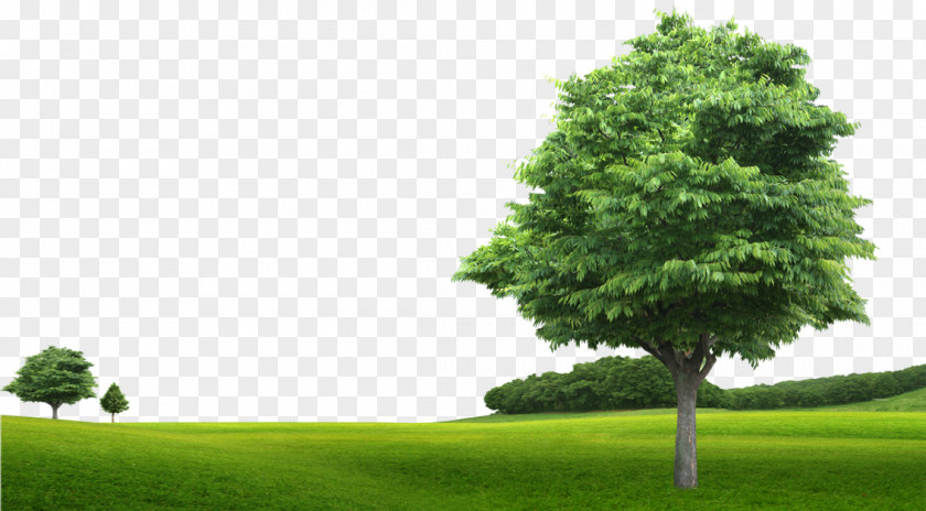 Green Grass Trees Nahj Al-Balagha Islam Morality Organization Culture PNG