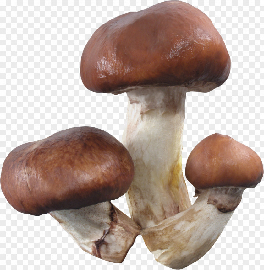 Mushroom Pleurotus Eryngii Shiitake Medicinal Fungi Medicine PNG