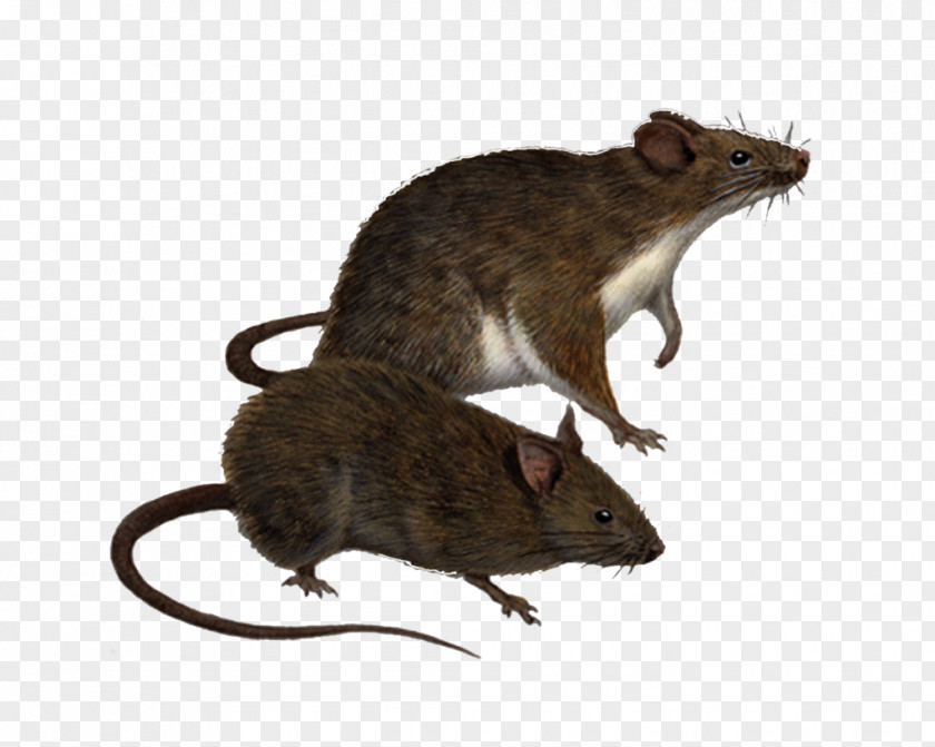 Rat Png Clipart Brown Hawaii Black Traveller's Wildlife Guide: Costa Rica Rodent PNG