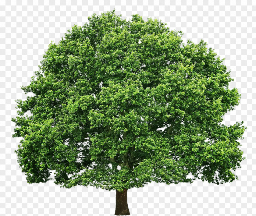 Tree Hoffman Service Hardwood Pruning Arborist PNG