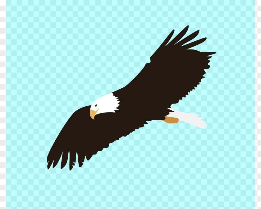 Buzzard Clipart Bald Eagle Bird Of Prey Clip Art PNG