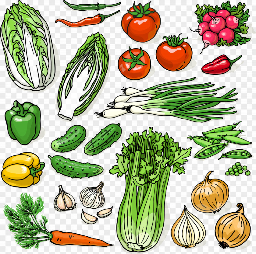 Decorative Organic Vegetables Food Cucurbita Illustration PNG