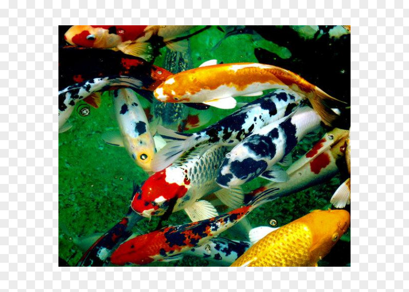 Fish Koi Pond Carp PNG