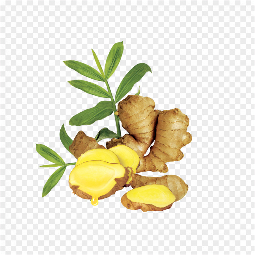 Ginger Oil Human Hair Growth Extract PNG