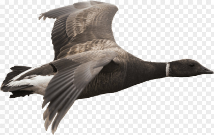 Goose Canada Duck Grey Geese PNG
