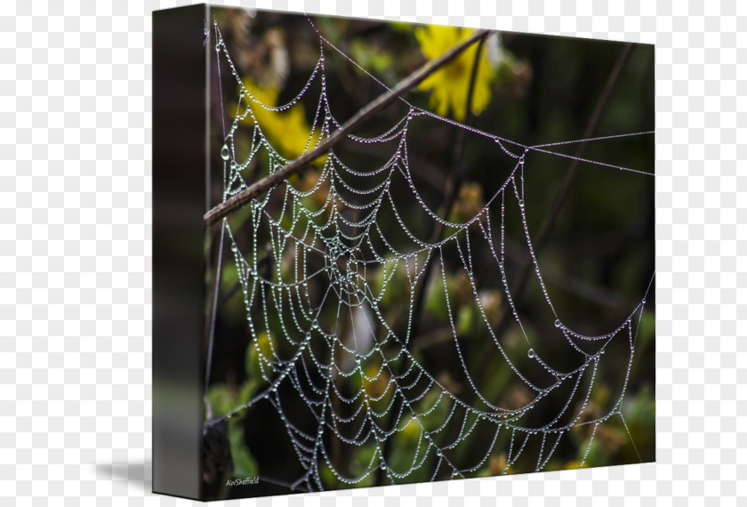 Leslie Allen Fine Artist Spider Web European Garden Barn Tangle PNG