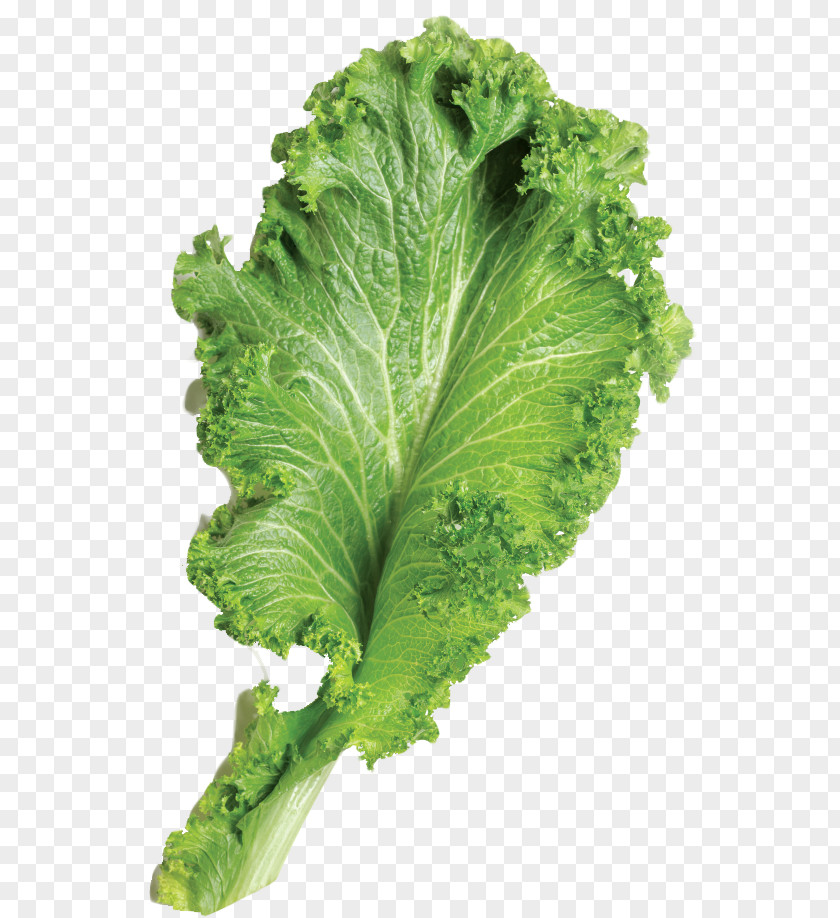 Mustard Greens Leaf Brassica Juncea Vegetable PNG