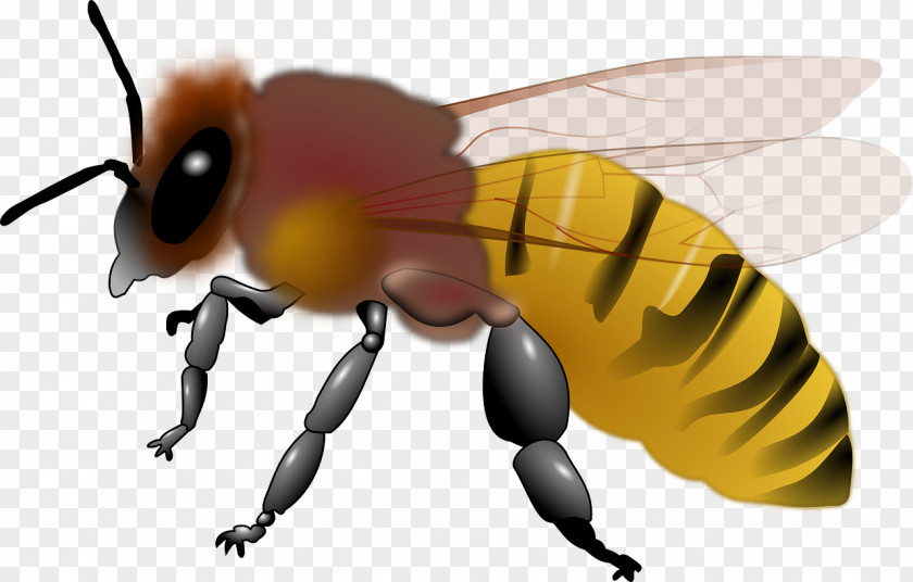Yellow Bee Honey Maya Clip Art PNG