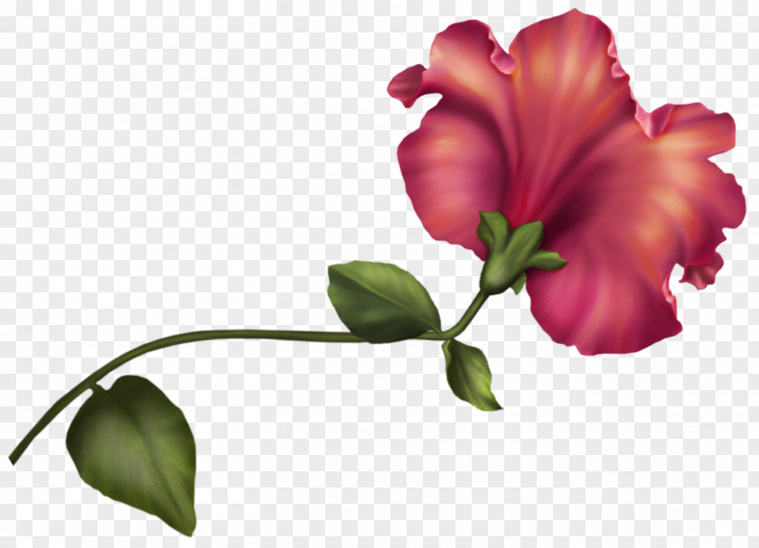 Botanical Flower Tulip Clip Art PNG