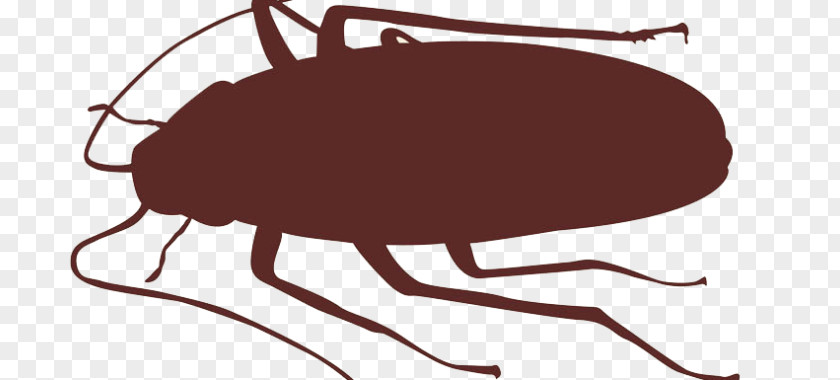 Cockroach Insect Vector Graphics Clip Art PNG