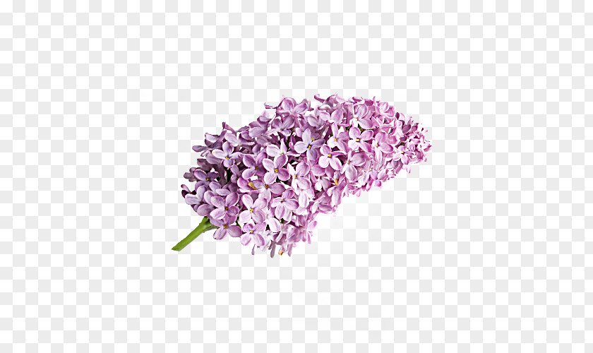 Lilac Lavender Cut Flowers PNG