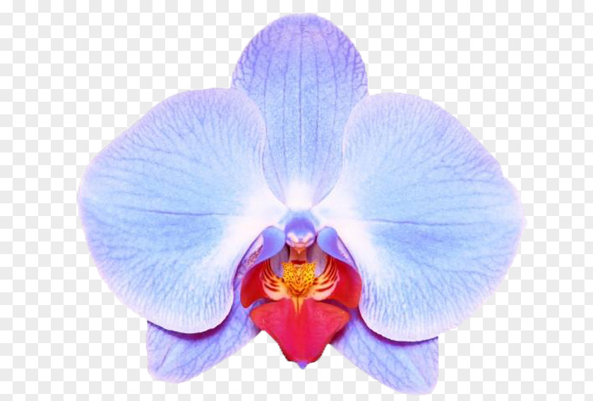 Moth Orchids Stock Photography Stock.xchng IStock PNG