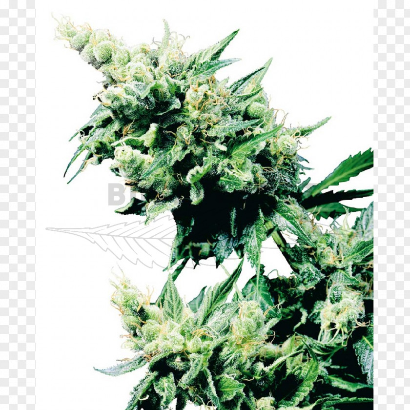 Plant Sensi Seeds Cannabis Marijuana Hashish PNG