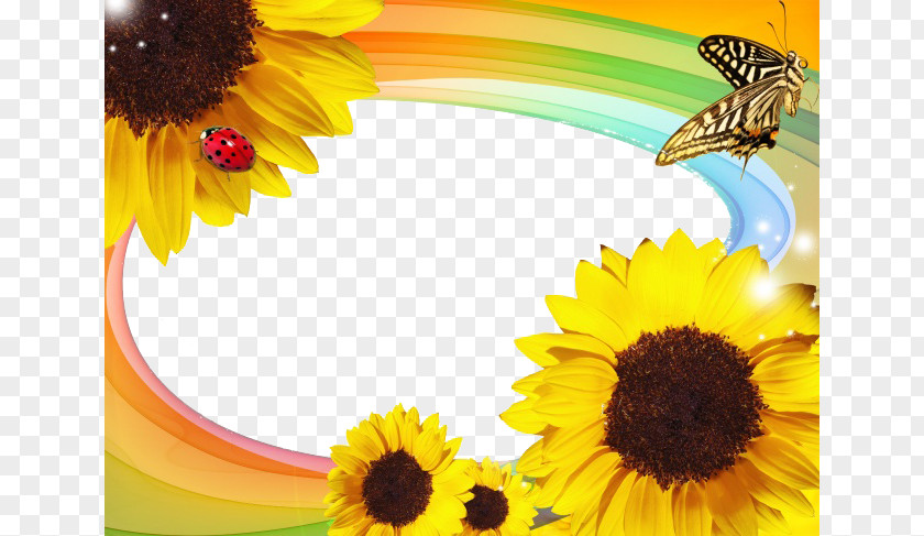 Sunflower Photo Box Download PNG