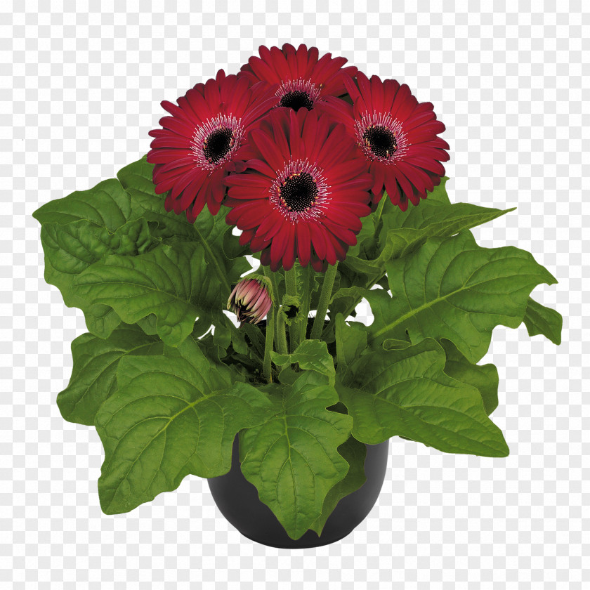 Burgundy Gerbera Jamesonii Cut Flowers Plant Floristry PNG