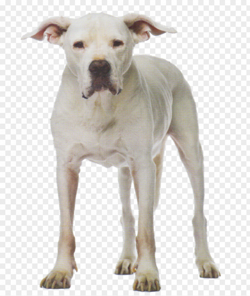 Dogo Infographic Argentino Dog Breed American Pit Bull Terrier Cordoba Fighting Bulldog PNG