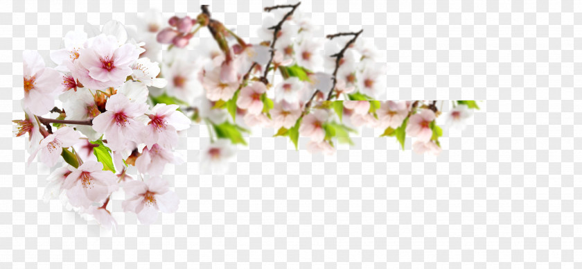 Plum Flower Download PNG