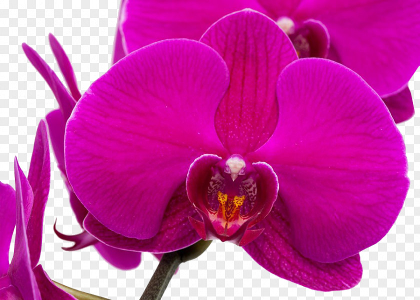 Purple Orchid Moth Orchids Google Images PNG