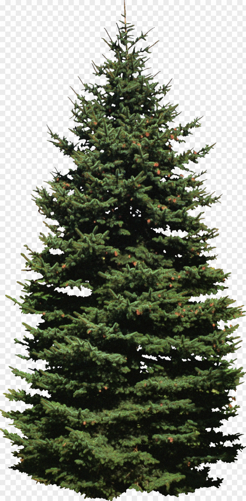 Tree Spruce New York City Fir Lottery Pine PNG