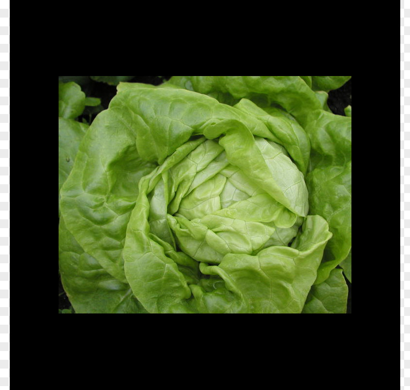 Vegetable Romaine Lettuce Celtuce Leaf Salad PNG