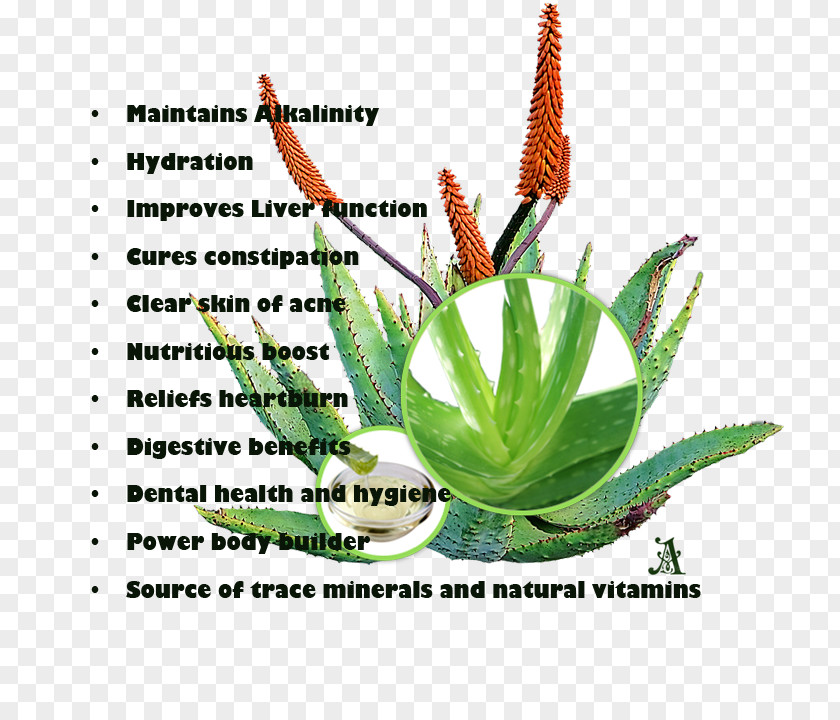 ALOE VERA JUICE Plant Stem Aloe Vera Aquarium PNG