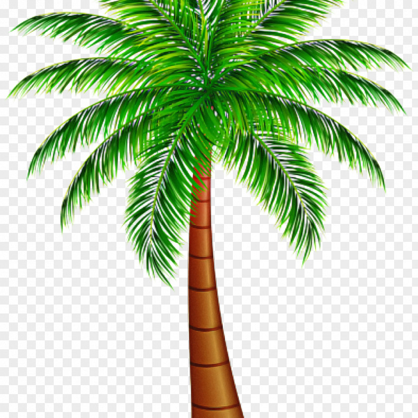 Borassus Flabellifer Desert Palm Date Tree Leaf PNG