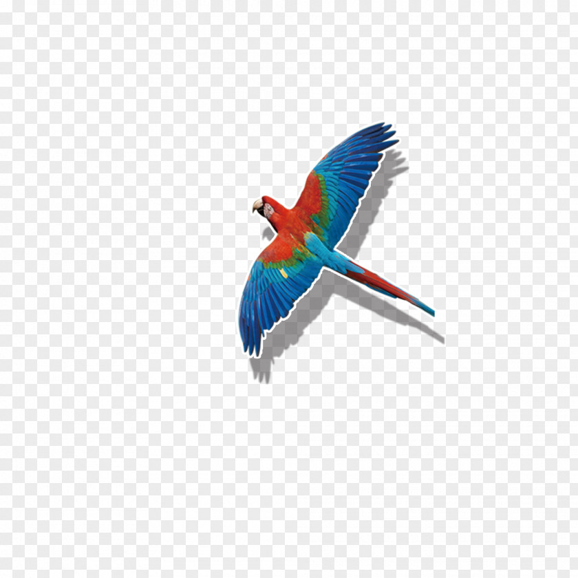 Colored Parrot Flying Bird Flight Macaw PNG