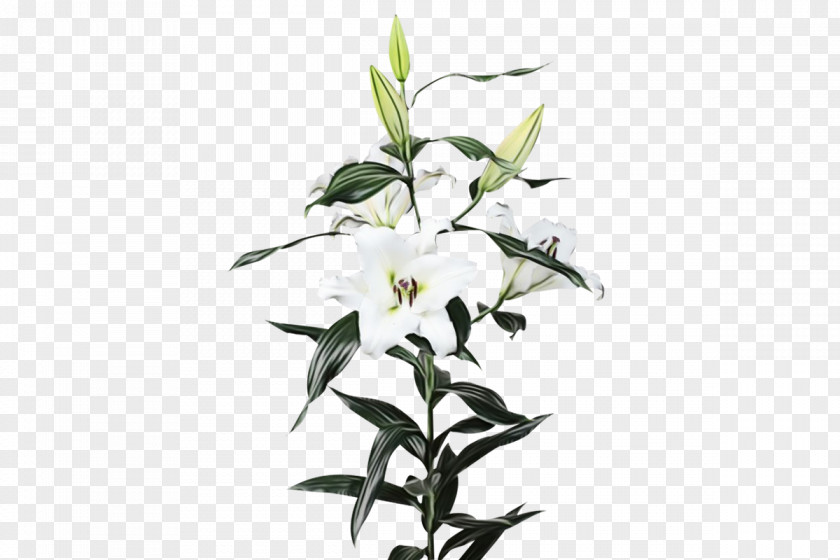 Dendrobium Mock Orange Flowers Background PNG