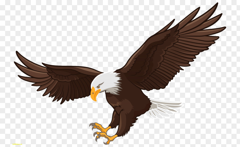 Eagle Bald White-tailed Clip Art PNG