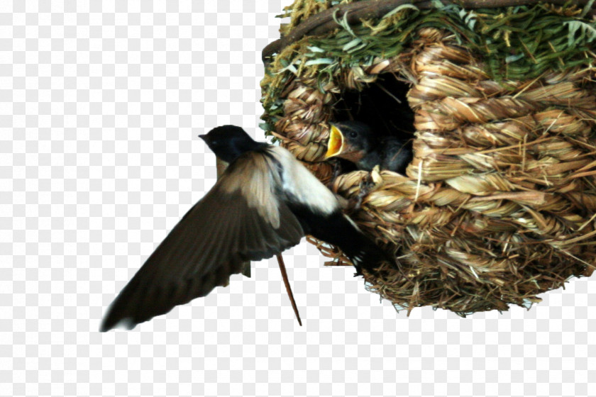 European Swallow Plant Bird PNG