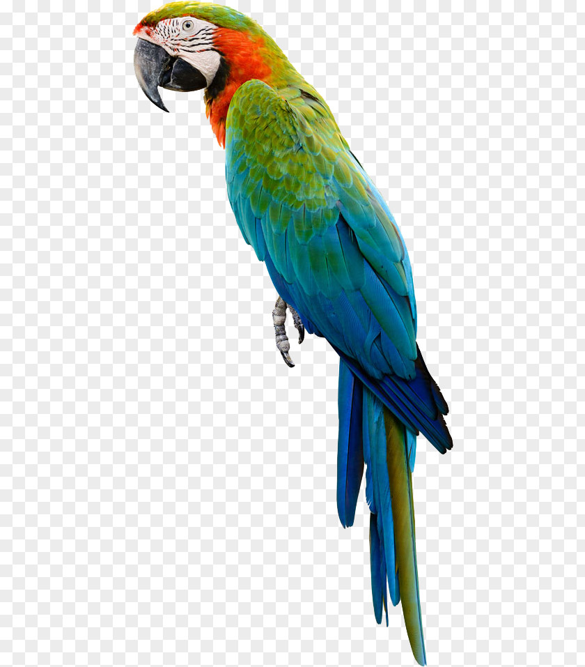Parrot,Bako Amazon Parrot Bird Cockatiel Budgerigar PNG